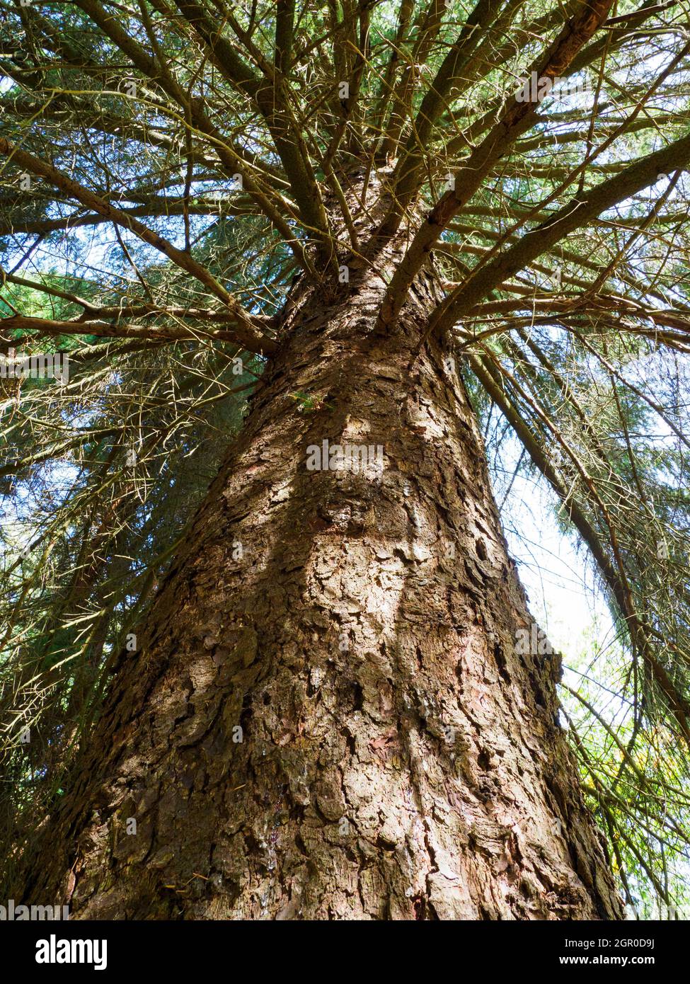 Picea sitchensis, Sitka Fichte Baum. Stockfoto