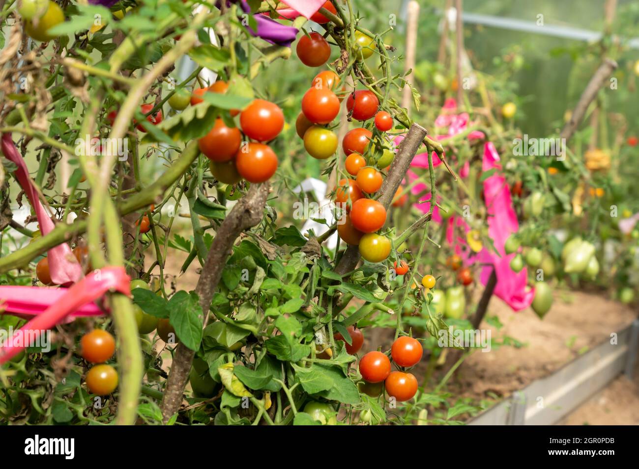 Grüne Und Rote Tomaten Wachsen Im Gemüsegarten. Neue Ernte Im Gemüsegarten Stockfoto