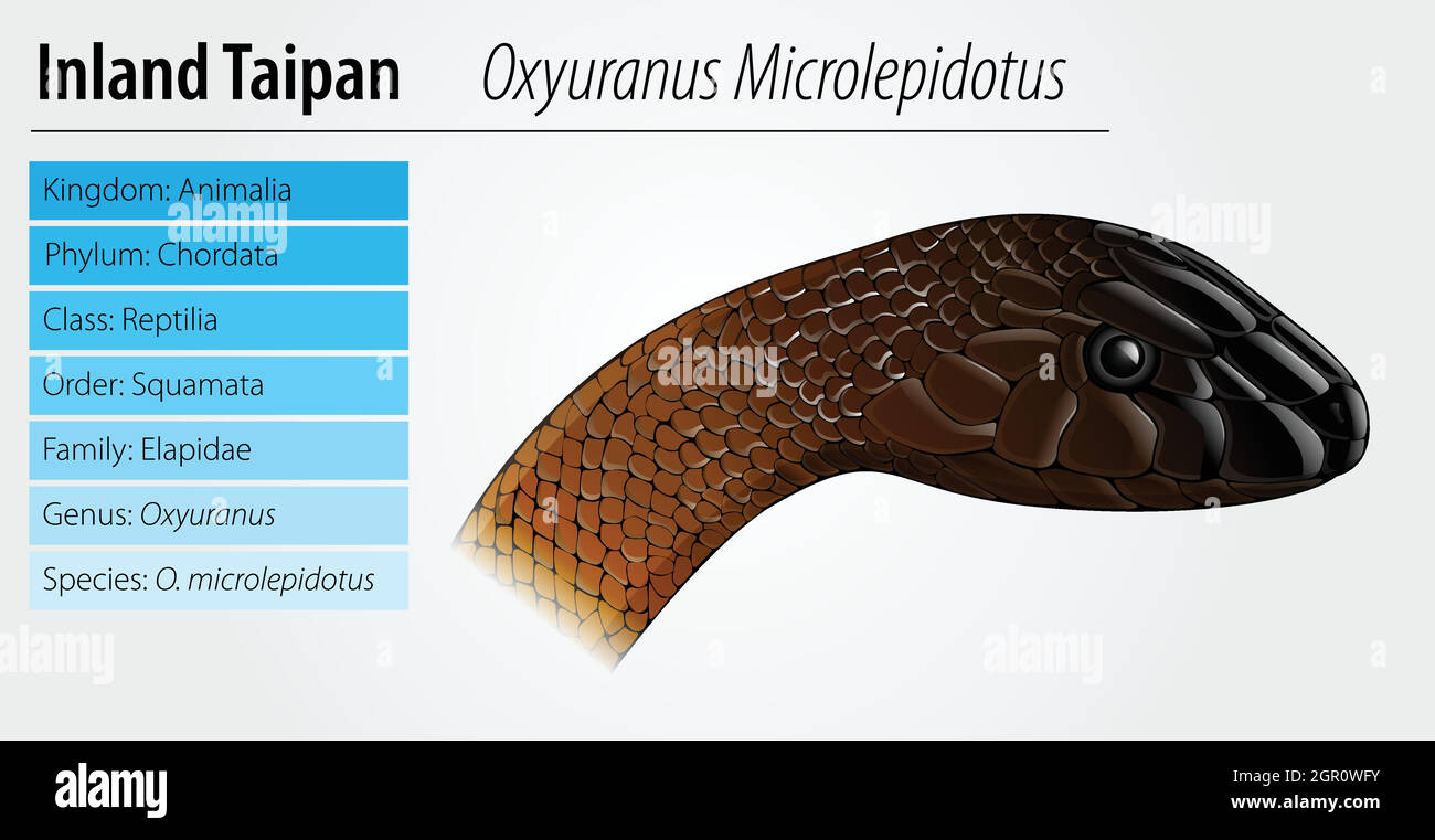 Oxyupanus microlepidotus Illustration Stock Vektor