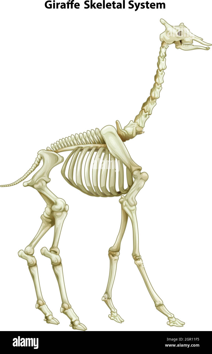 Skelettsystem einer Giraffe Stock Vektor