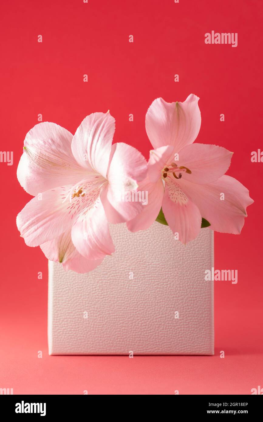 Leeres Papierkartenmockup. Blumenrahmen aus leerem Papierkarton und rosa Alstroemeria Blume auf rotem Hintergrund Stockfoto