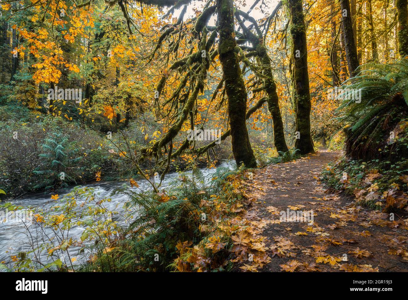 Herbstsaison in Oregon auf einem wunderschönen Wanderweg durch den Wald mit Herbstblättern und einem Bach Stockfoto