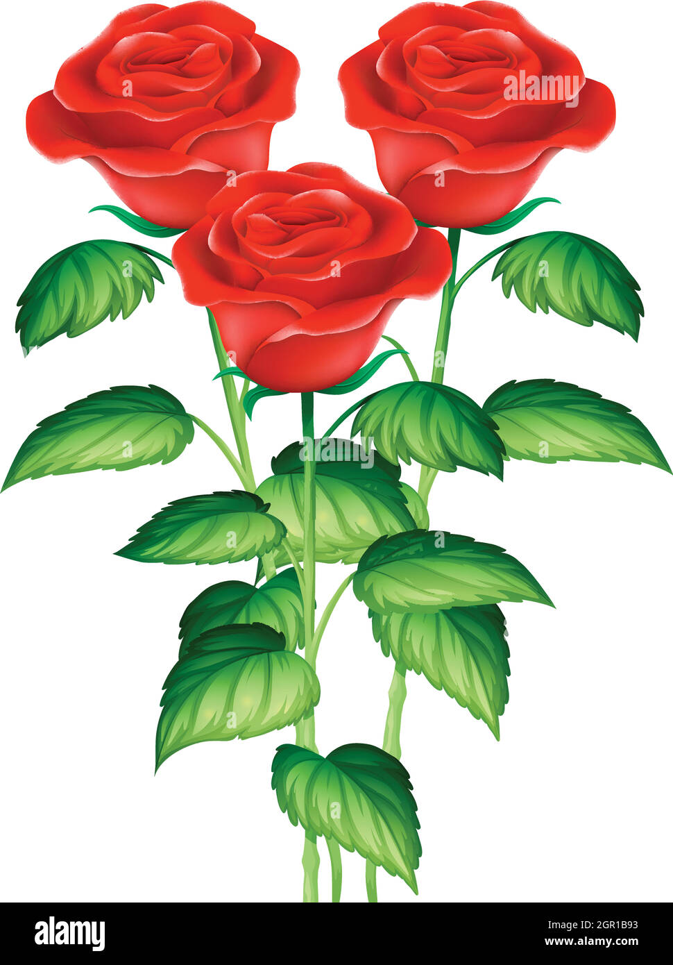 Drei schöne rote Rosen Stock Vektor