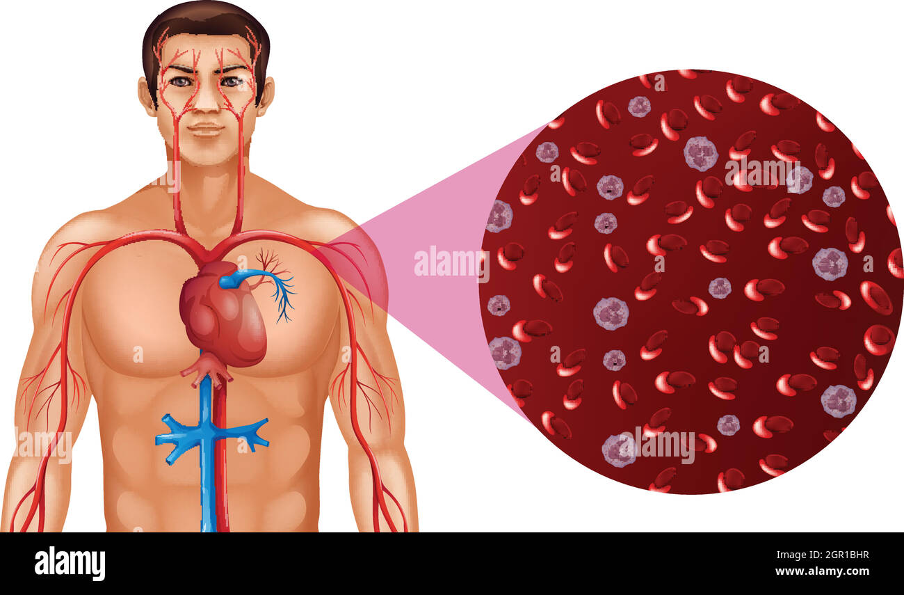 Blutzirkulation beim Menschen Stock Vektor