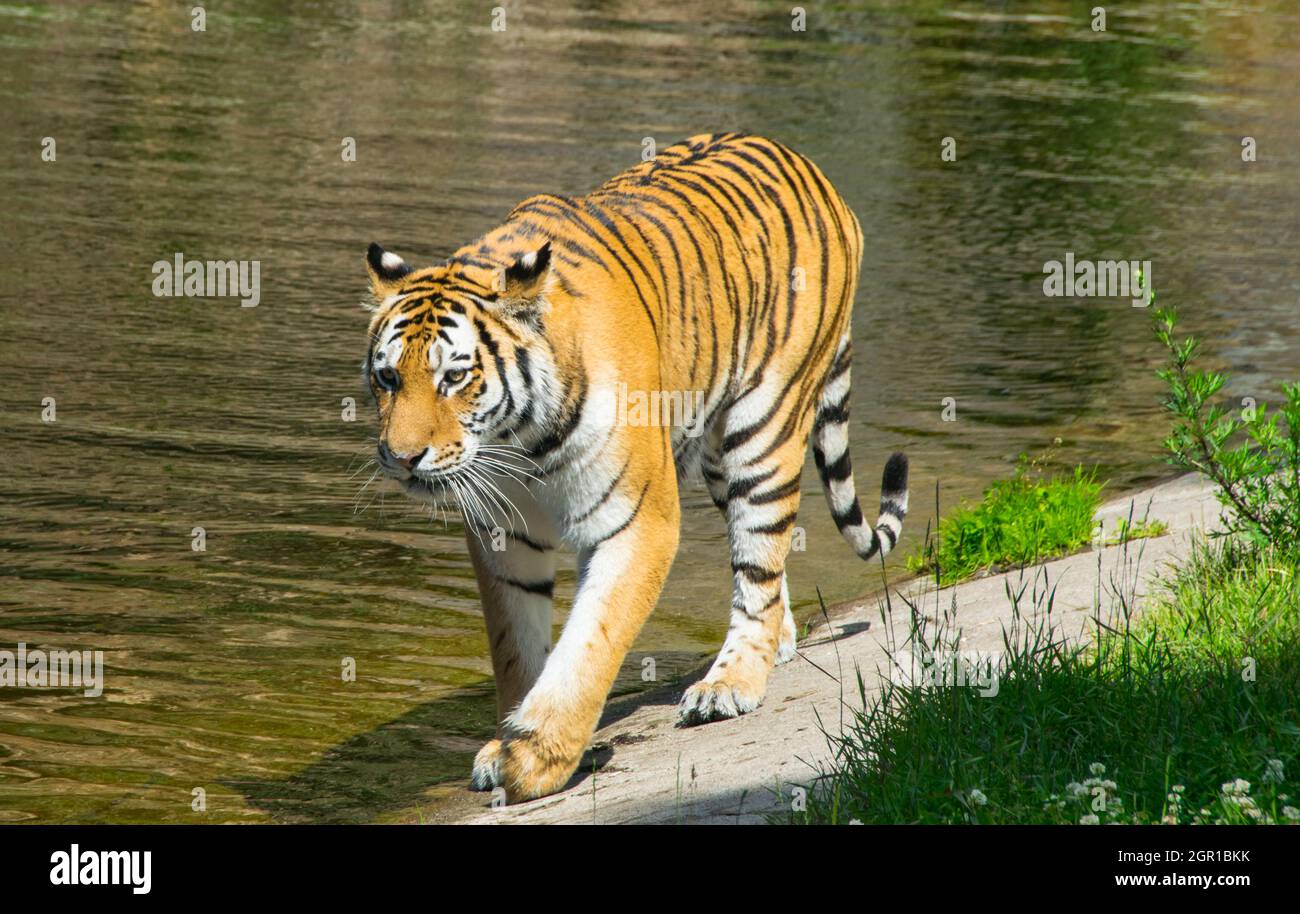 Wilder bengalischer Tiger, der neben Wasser aufwacht Stockfoto