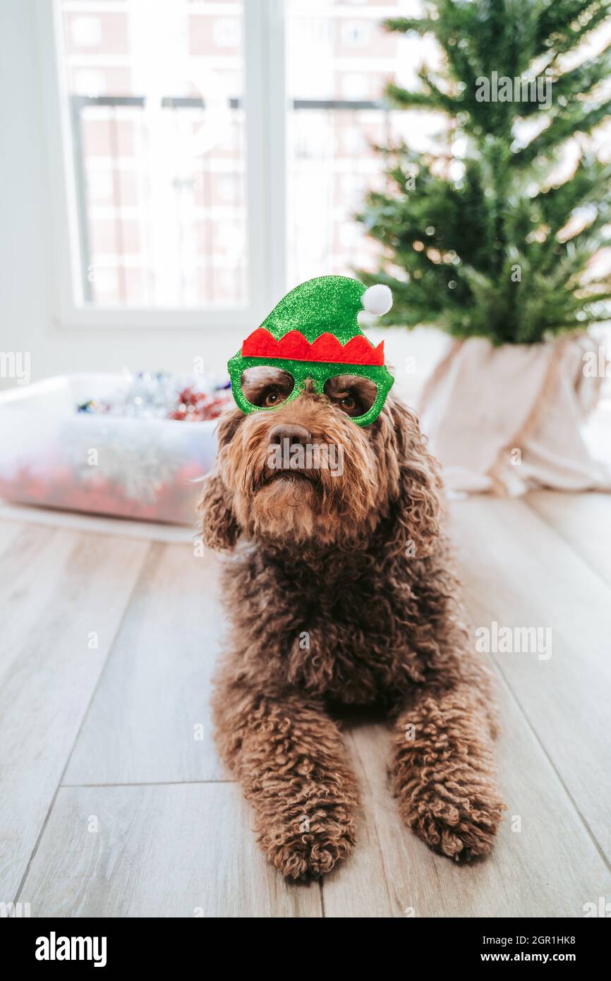Hund Schaut Weg Auf Dem Boden Zu Hause Mit Weihnachten Custome  Stockfotografie - Alamy