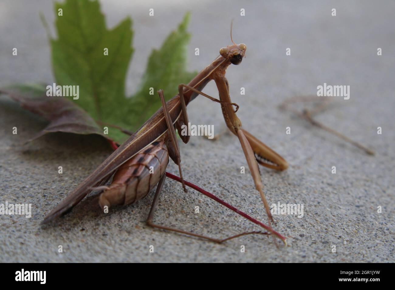 Braune Gottesanbeterin (Mantis religiosa) im Herbstgarten mit Blättern Stockfoto