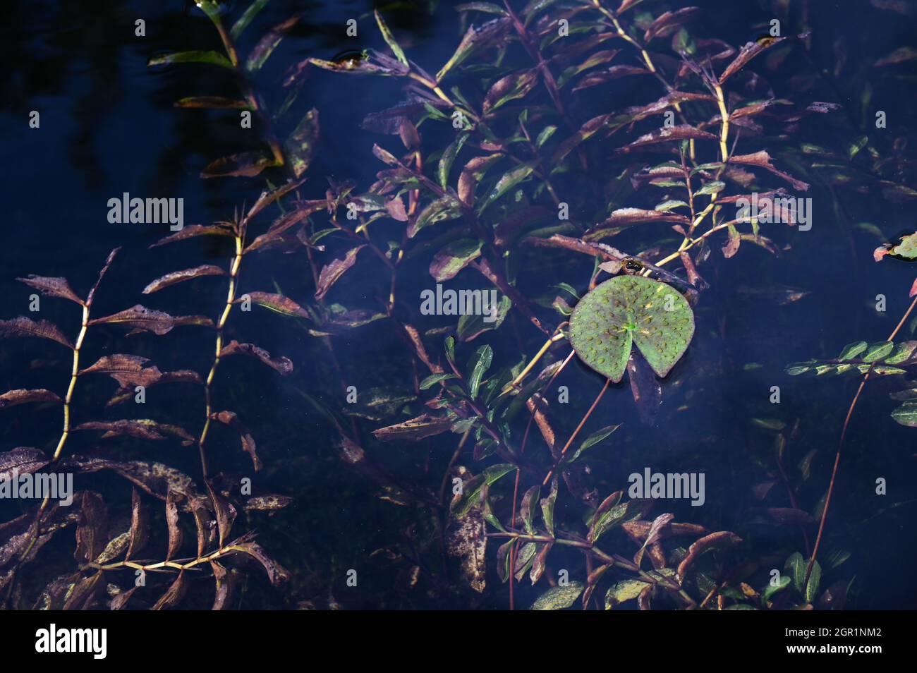 Gartenteich im Herbst mit einer grünen Seerose und Unterwasserpflanzen, Kopierraum, ausgewählter Fokus, enge Schärfentiefe Stockfoto