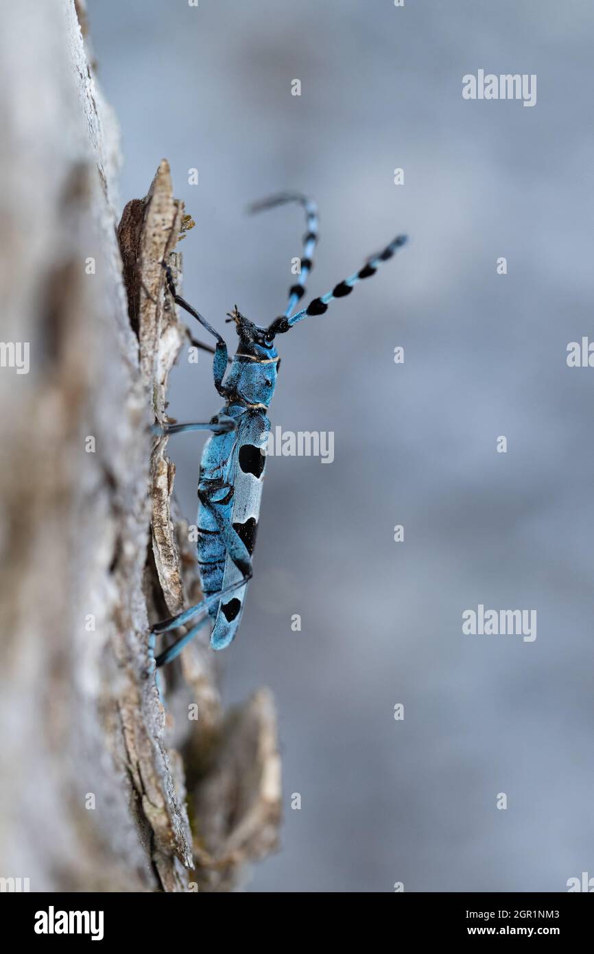 Seitenansicht eines Alpine Longhorn Käfer (Rosalia alpina) auf dem Stamm eines Ahornbaums. Stockfoto