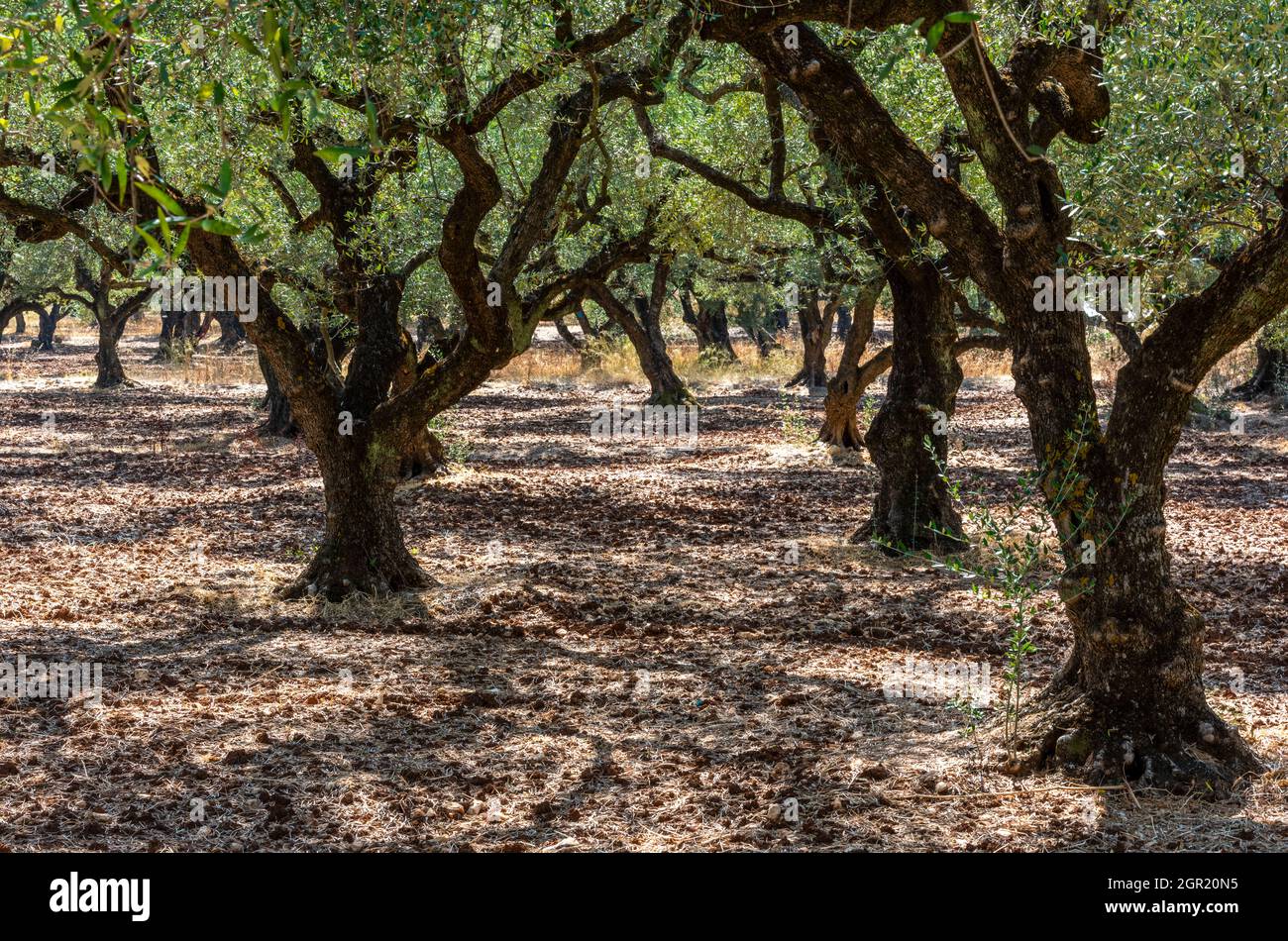 Reife Olivenbäume in einem Hain auf der griechischen Insel zakynthos im ionischen Meer. Olivenölproduzenten bauen Bäume für den Olivenanbau an Stockfoto