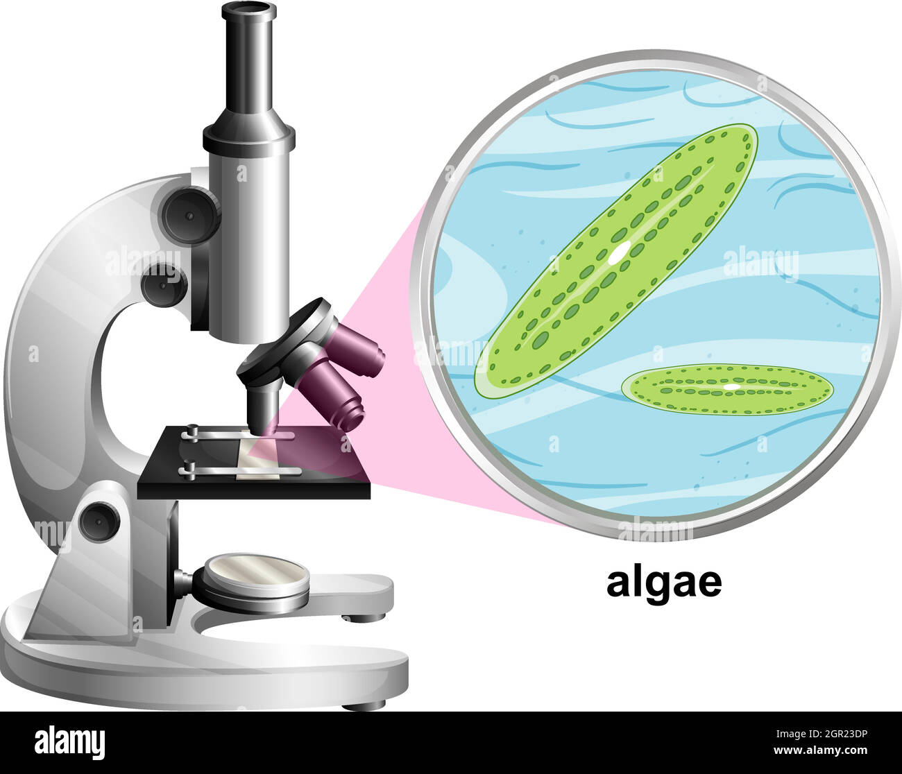 Mikroskop mit anatomischer Struktur von Algen auf weißem Hintergrund Stock Vektor