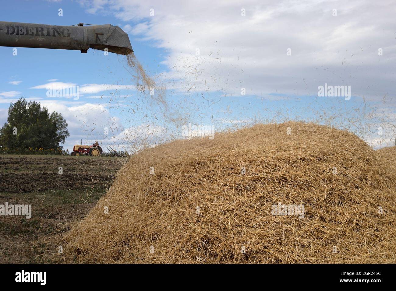 Gerstenstroh wird aus einer antiken McCormick - Deering Dreschmaschine geblasen, nachdem es bei der Herbsternte mechanisch von den Körnern getrennt wurde Stockfoto