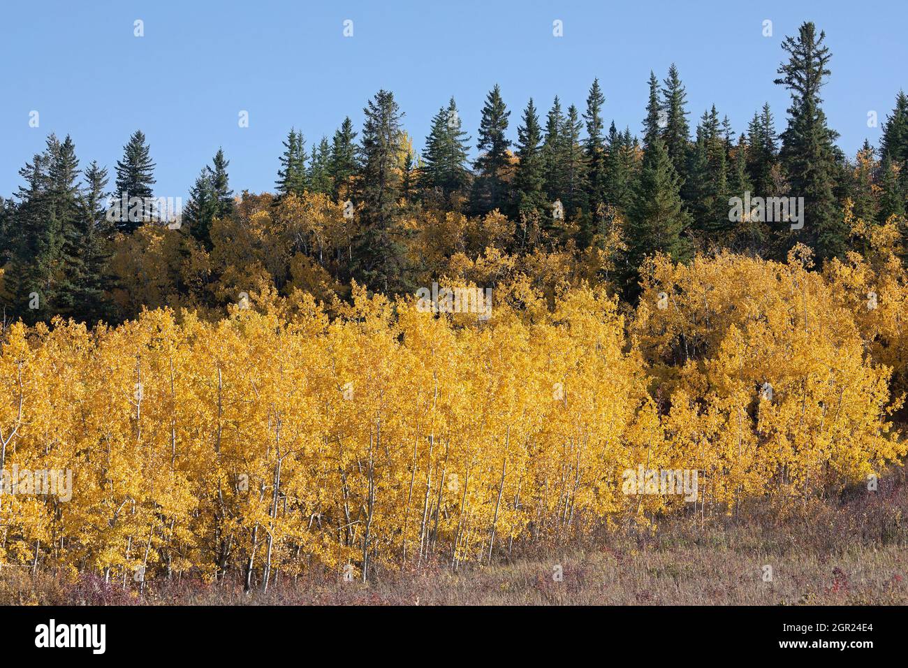 Edworthy Park, Calgary, einer der östlichsten Stände des Douglas-Fir-Waldes in Kanada mit weißer Fichte und zitternden Aspen im Herbstlaub Stockfoto