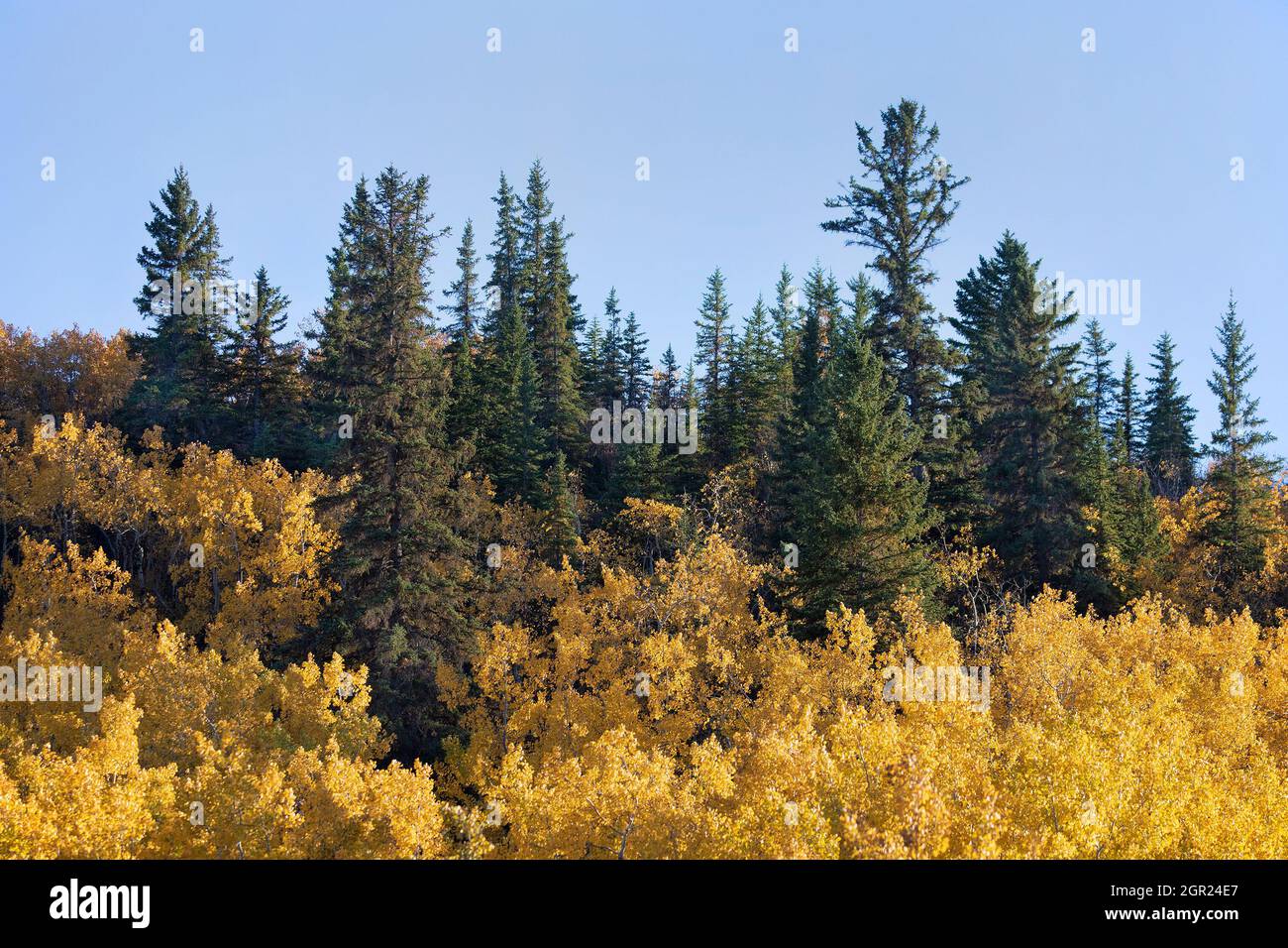 Edworthy Park, Calgary, einer der östlichsten Stände des Douglas-Fir-Waldes in Kanada mit weißer Fichte und zitternden Aspen im Herbstlaub Stockfoto
