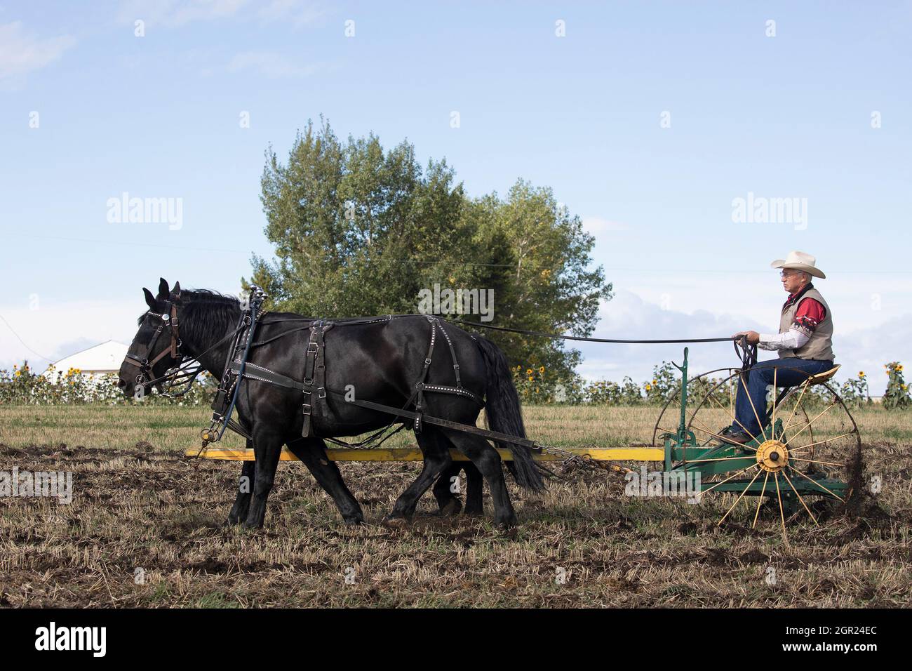 Landwirt, der ein Team von zwei Percheron-Zugpferden fährt, die nach der Ernte mit einem Vintage-Züchter, dem ländlichen Kanada, auf traditionelle Weise Ackerland bebauen Stockfoto