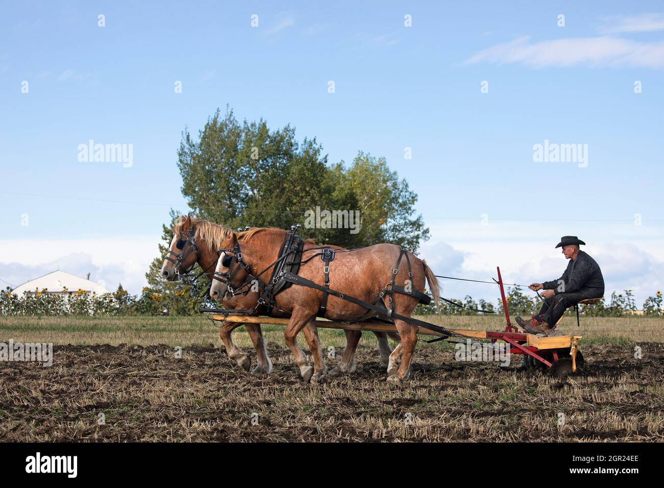 Bauer fährt ein Team von zwei belgischen Zugpferden, die nach der Ernte auf traditionelle Weise mit einer alten Scheibenegge auf Prärien, Kanada, ein Farmfeld bebauen Stockfoto