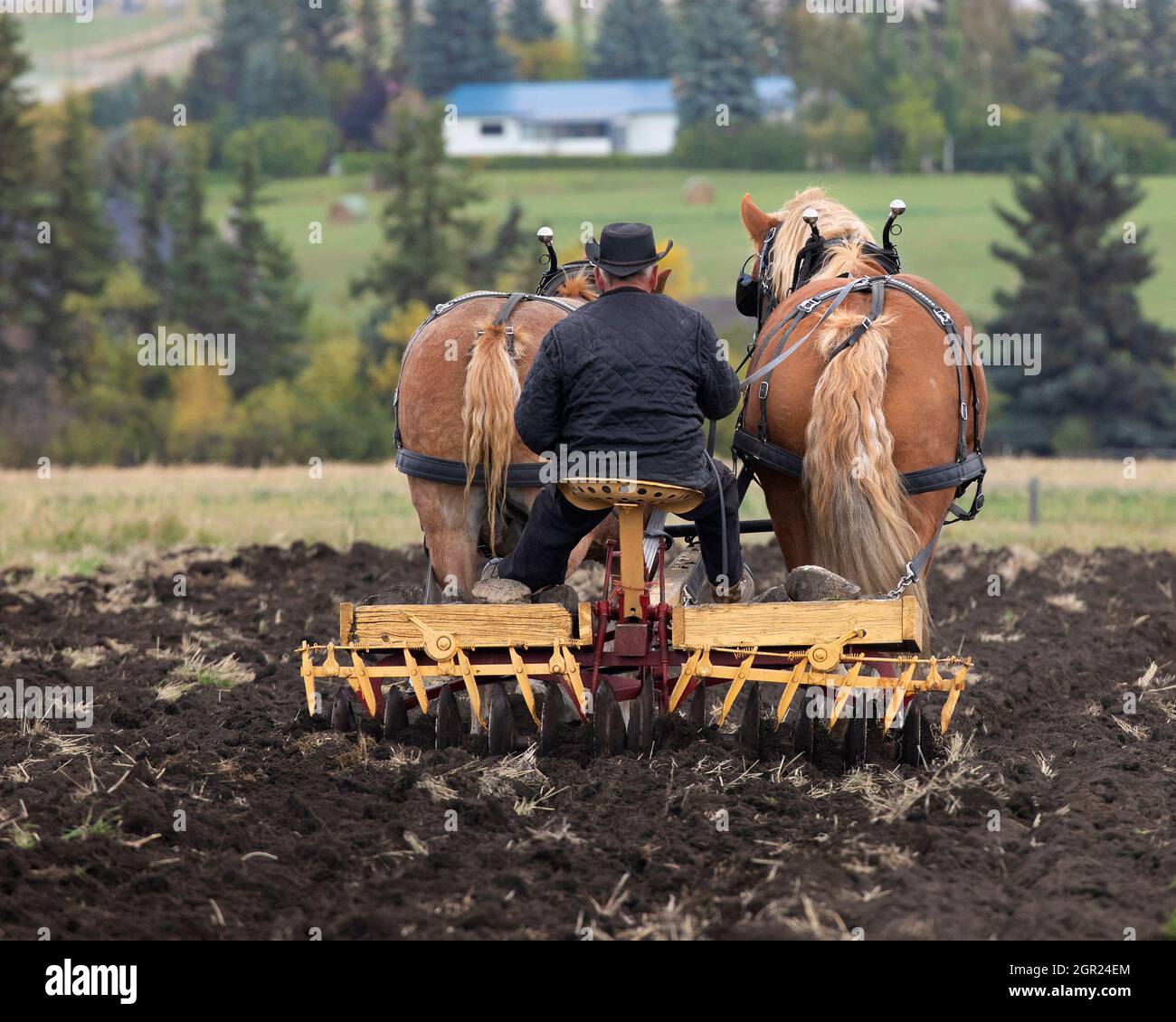 Landwirt, der ein Team belgischer Zugpferde fährt und nach der Ernte ein Feld mit traditioneller alter Scheibenegge auf landwirtschaftlichen Flächen im ländlichen Kanada erschütert Stockfoto