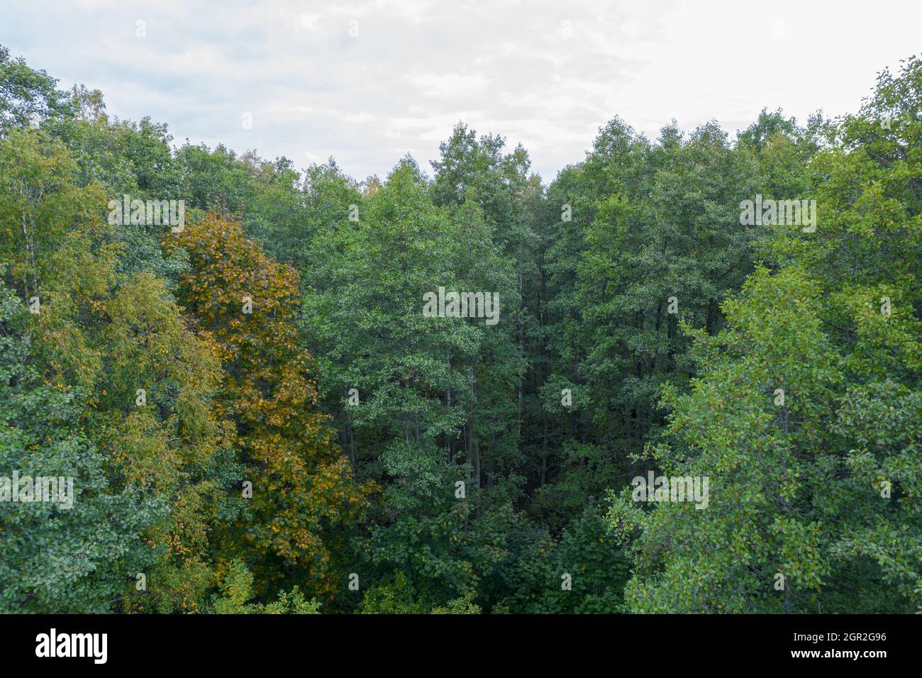 Direkt über der Luftdrohne in Vollbildaufnahme von grünen smaragdgrünen Kiefernwäldern und gelben Laubwäldern mit schöner Baumstruktur. Wunderschöne Herbstsaison Landschaft. Berge in Herbstfarben Stockfoto