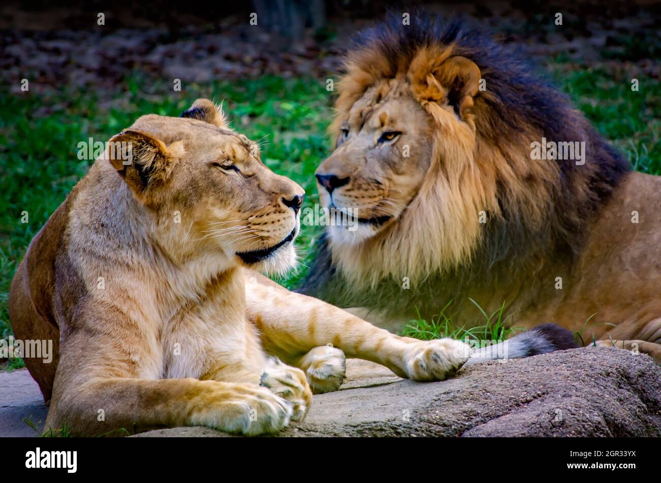 Eine afrikanische Löwin (Panthera Leo) liegt am 8. September 2015 im Memphis Zoo in Memphis, Tennessee, neben einem afrikanischen Löwen. Stockfoto