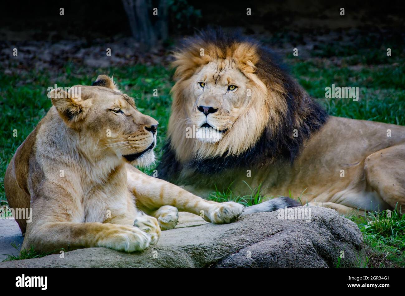 Eine afrikanische Löwin (Panthera Leo) liegt am 8. September 2015 im Memphis Zoo in Memphis, Tennessee, neben einem afrikanischen Löwen. Stockfoto