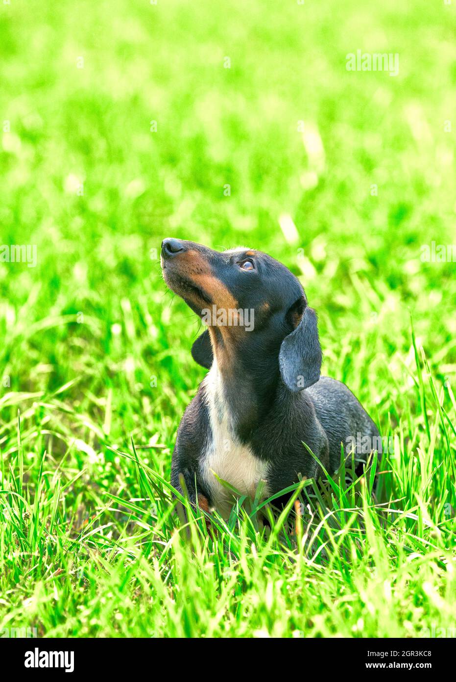 Miniatur Black and Tan Dapple Dachshund sitzt auf einem grasbewachsenen Feld Stockfoto