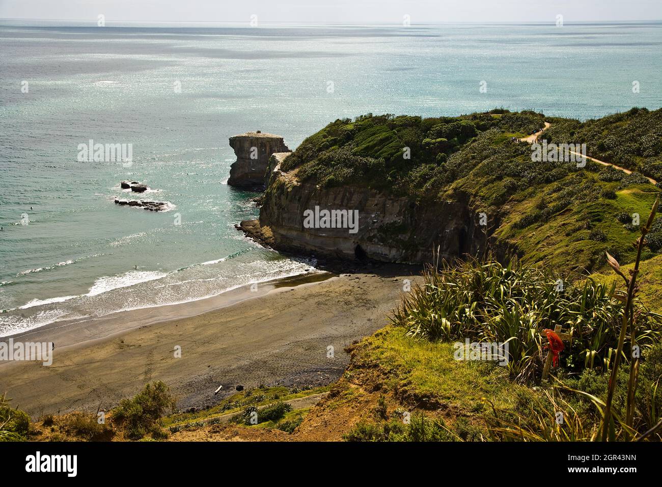 Muriwai Beach Gannet Colony Stockfoto