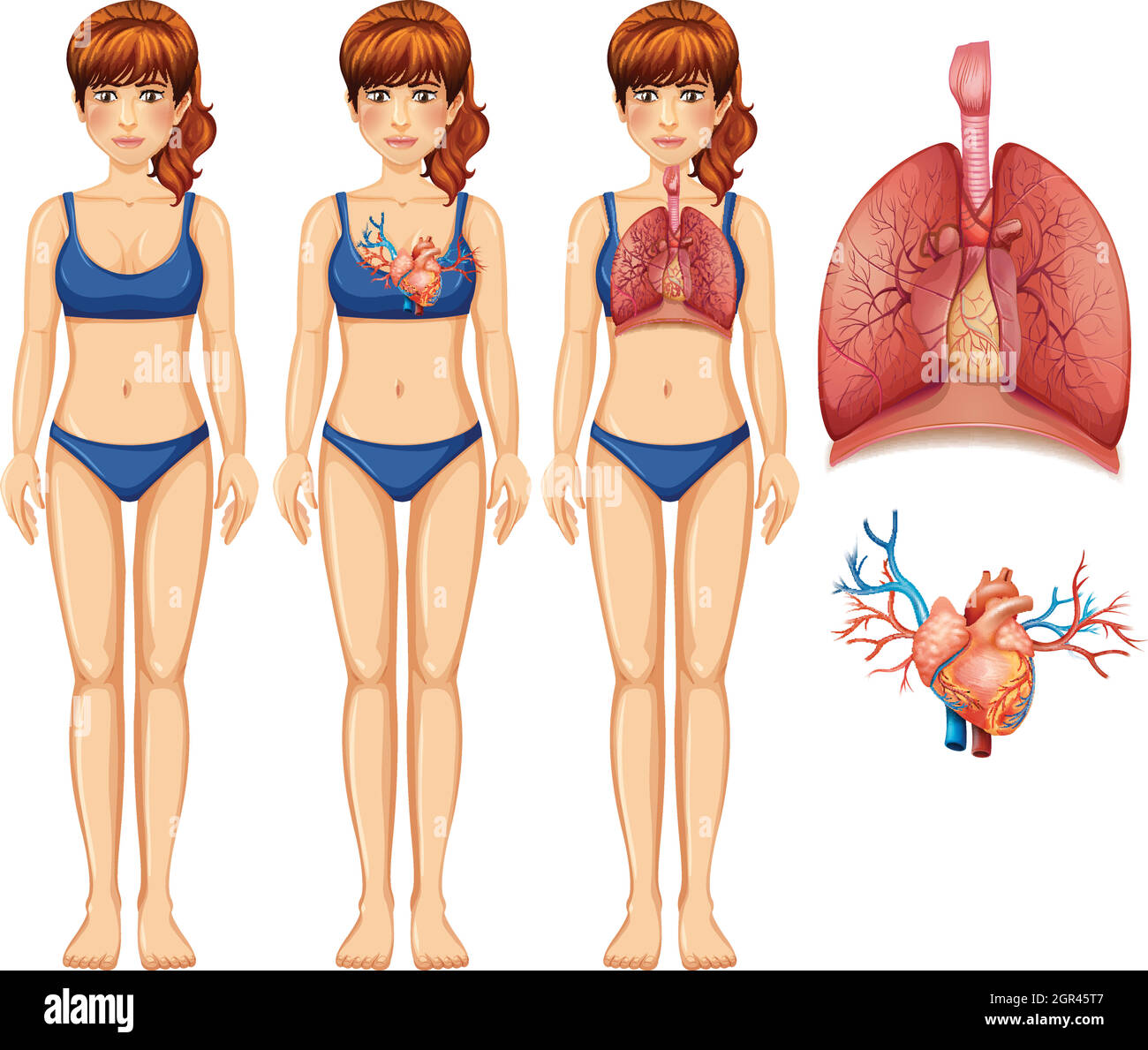 Menschliche Anatomie von Lunge und Herz Stock Vektor
