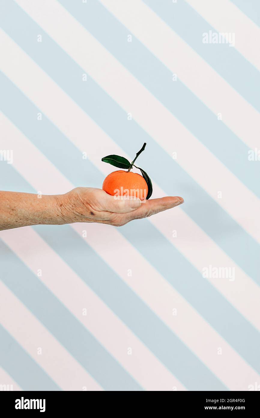 Ältere weibliche Hand mit Einer Mandarinenfrucht. Ealthy Food And Lifestyle-Konzept Des Dritten Alters Stockfoto