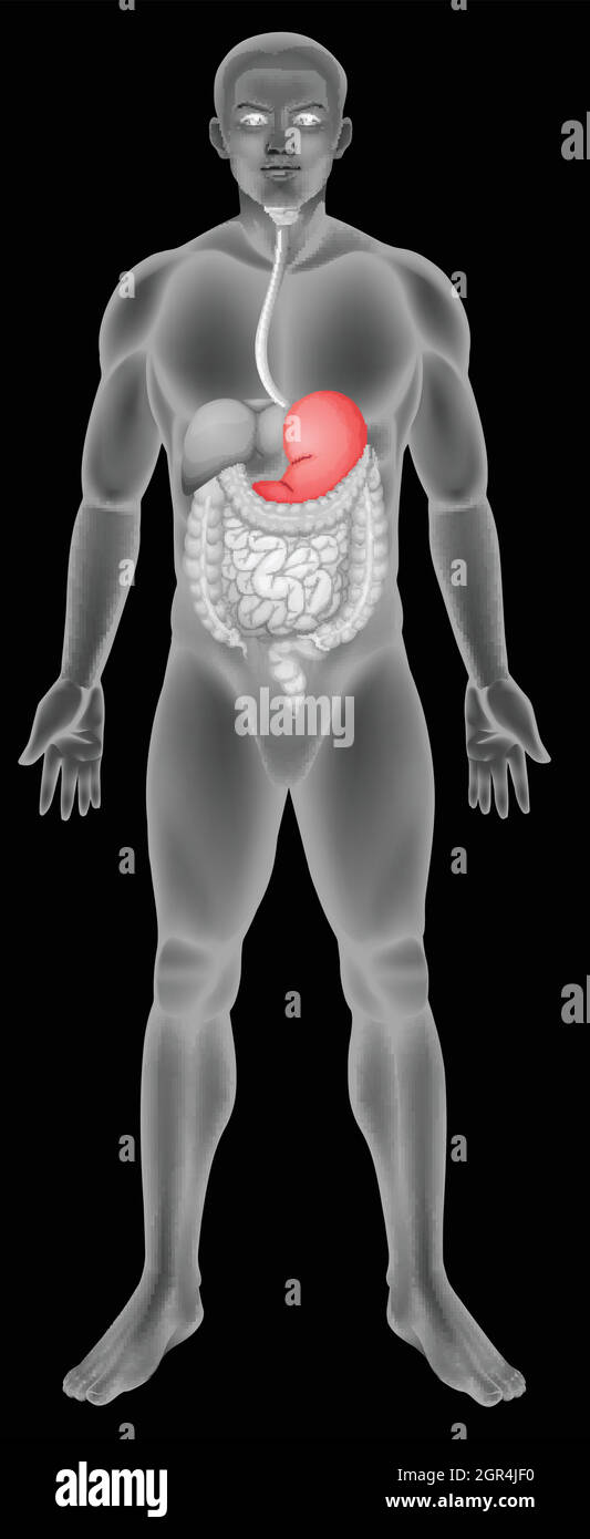 Magen-Verdauungssystem Stock Vektor