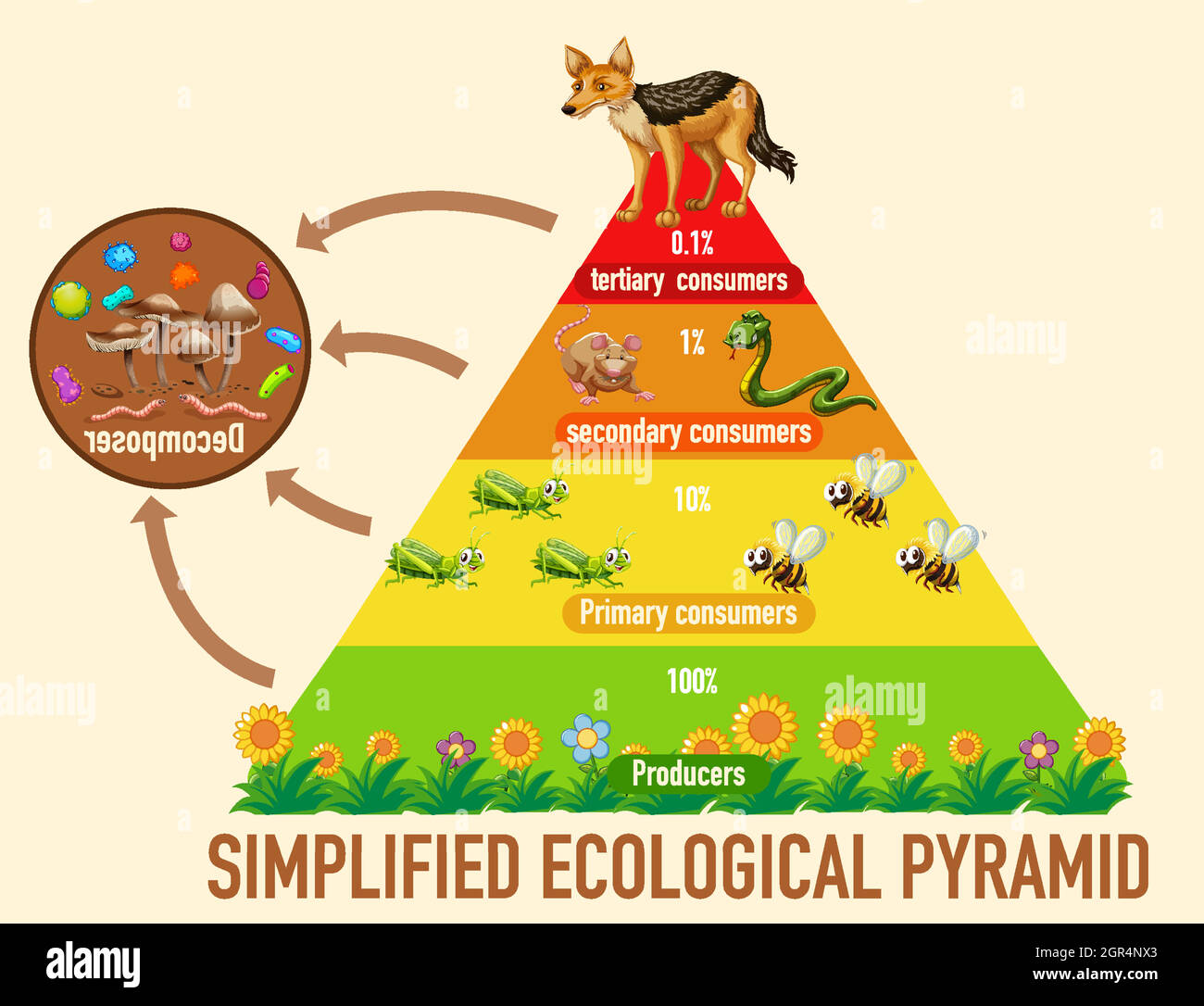 Die Wissenschaft vereinfachte die ökologische Pyramide Stock Vektor