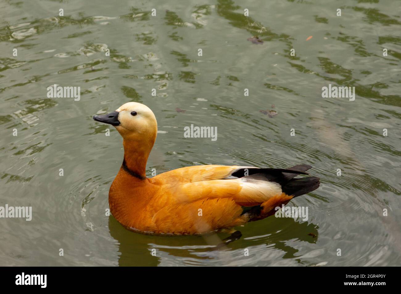 Ente ogar Ogari schwimmend in Wasserorange Stockfoto
