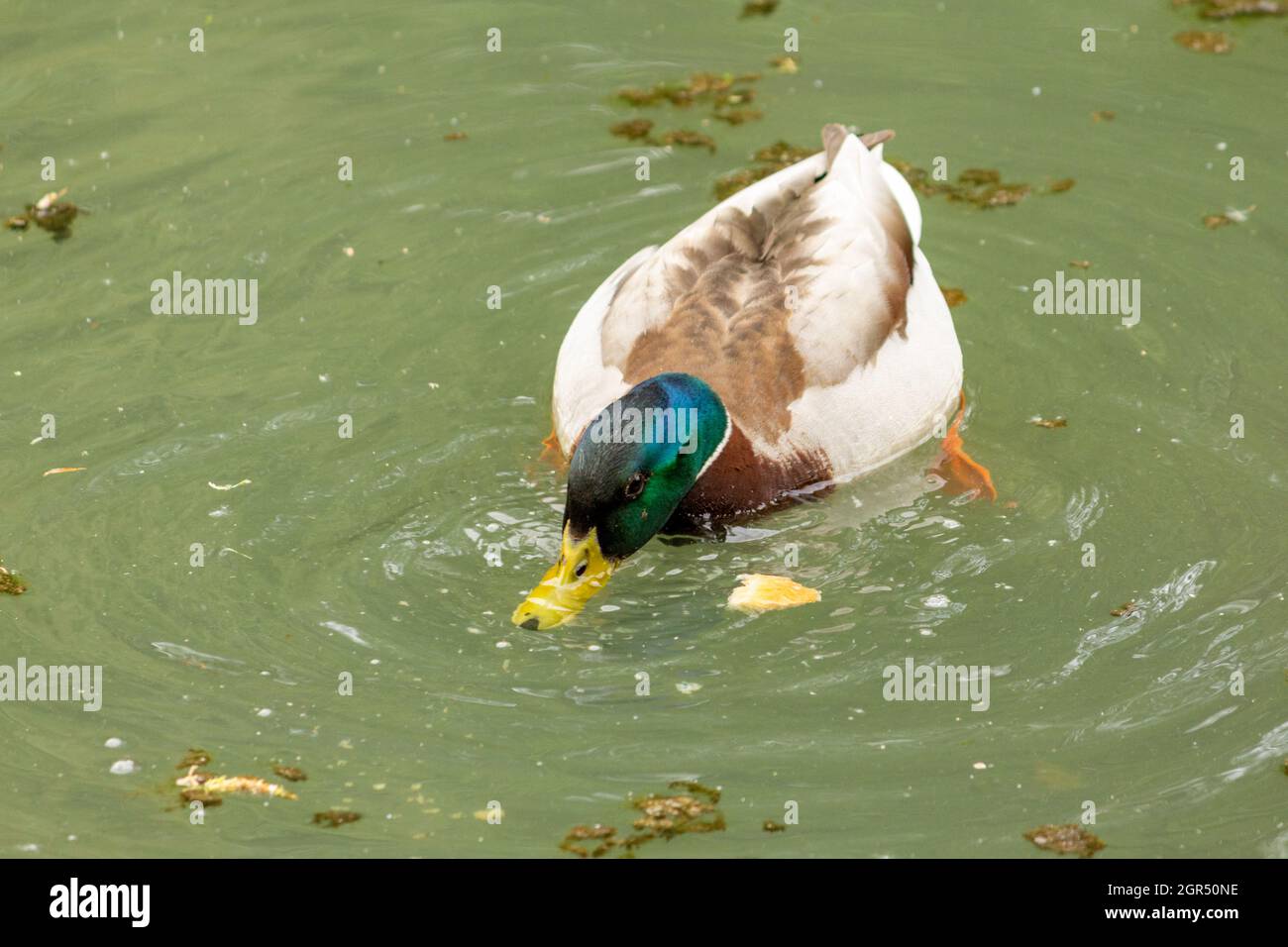 Eine Ente, die in einem Gewässer schwimmend ist Stockfoto