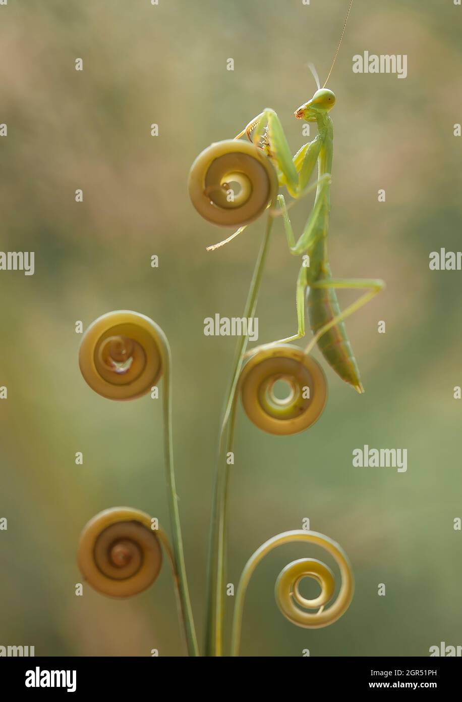 Hierodula Venosa Spesies Mantis Aus Dem BorneoWald Stockfotografie Alamy
