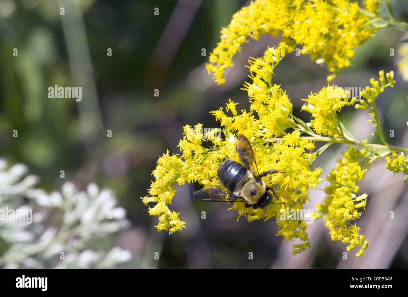Makro-männliche Östliche Hummel auf gelber Goldrutenblüte Stockfoto