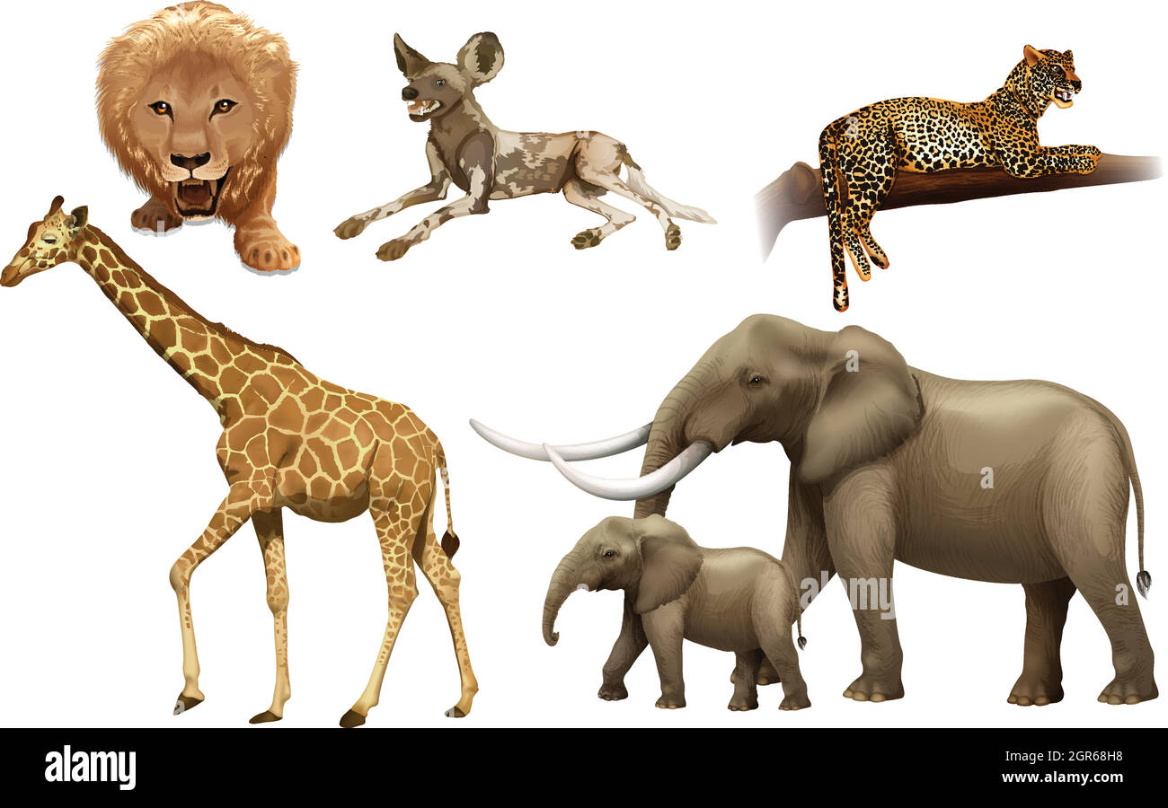 Afrikanische Tiere Stock Vektor