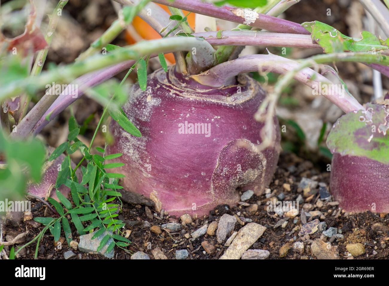 Ein großes rundes organisches, violett gefärbtes Rüben- oder Rutabaga-Wurzelgemüse, das in einem Hochbeet-Garten wächst. Der Boden auf dem Boden ist dunkel und reich. Stockfoto