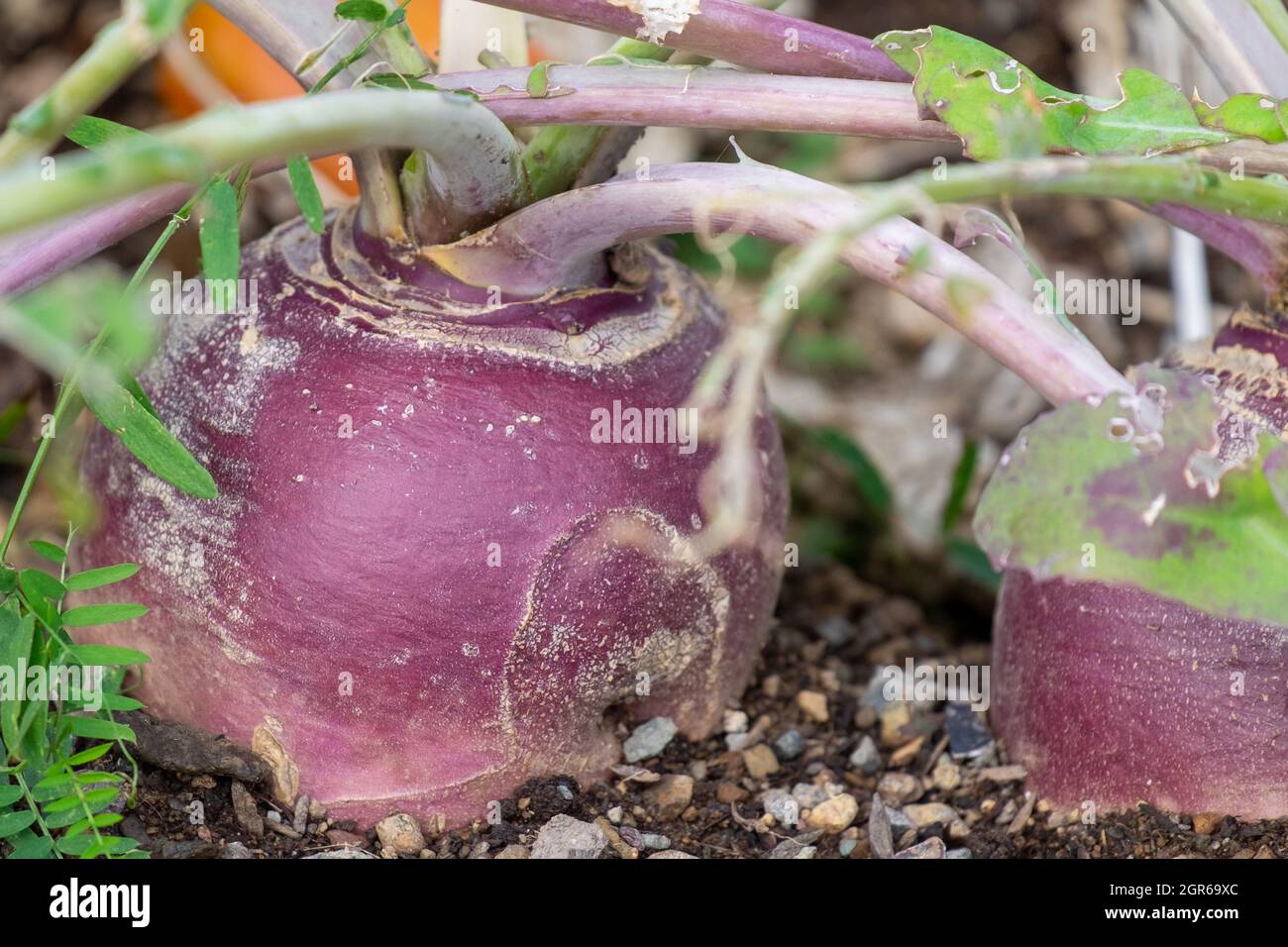 Ein großes rundes organisches, violett gefärbtes Rüben- oder Rutabaga-Wurzelgemüse, das in einem Hochbeet-Garten wächst. Der Boden auf dem Boden ist dunkel und reich. Stockfoto