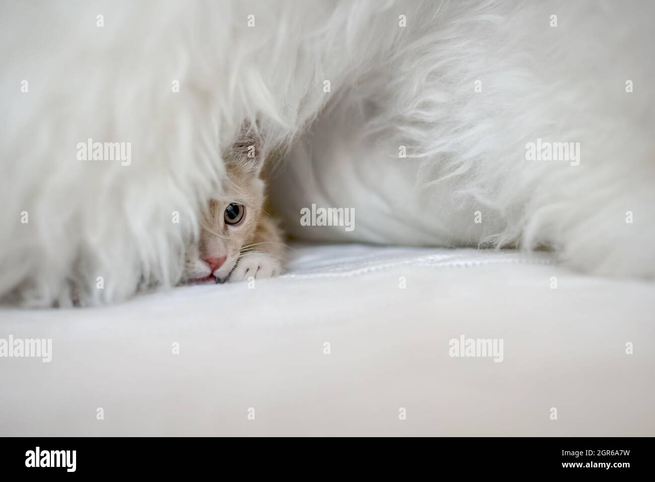 Katze versteckt sich im katzenbett Fotos und Bildmaterial in hoher Auflösung Alamy Katze versteckt sich im katzenbett Fotos und Bildmaterial in hoher Auflösung Alamy