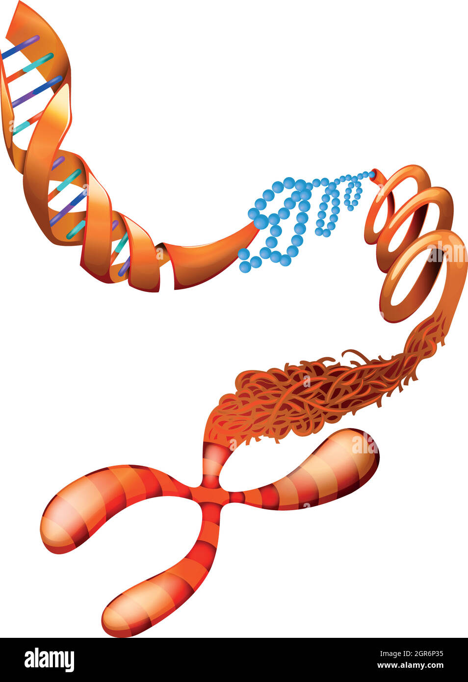 DNA-Chromosom Stock Vektor