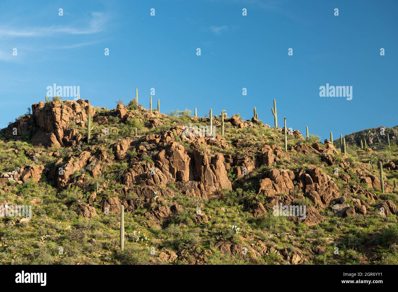 Saguaro Kaktus auf einem Hügel in der Wüstenlandschaft Sonoras Stockfoto