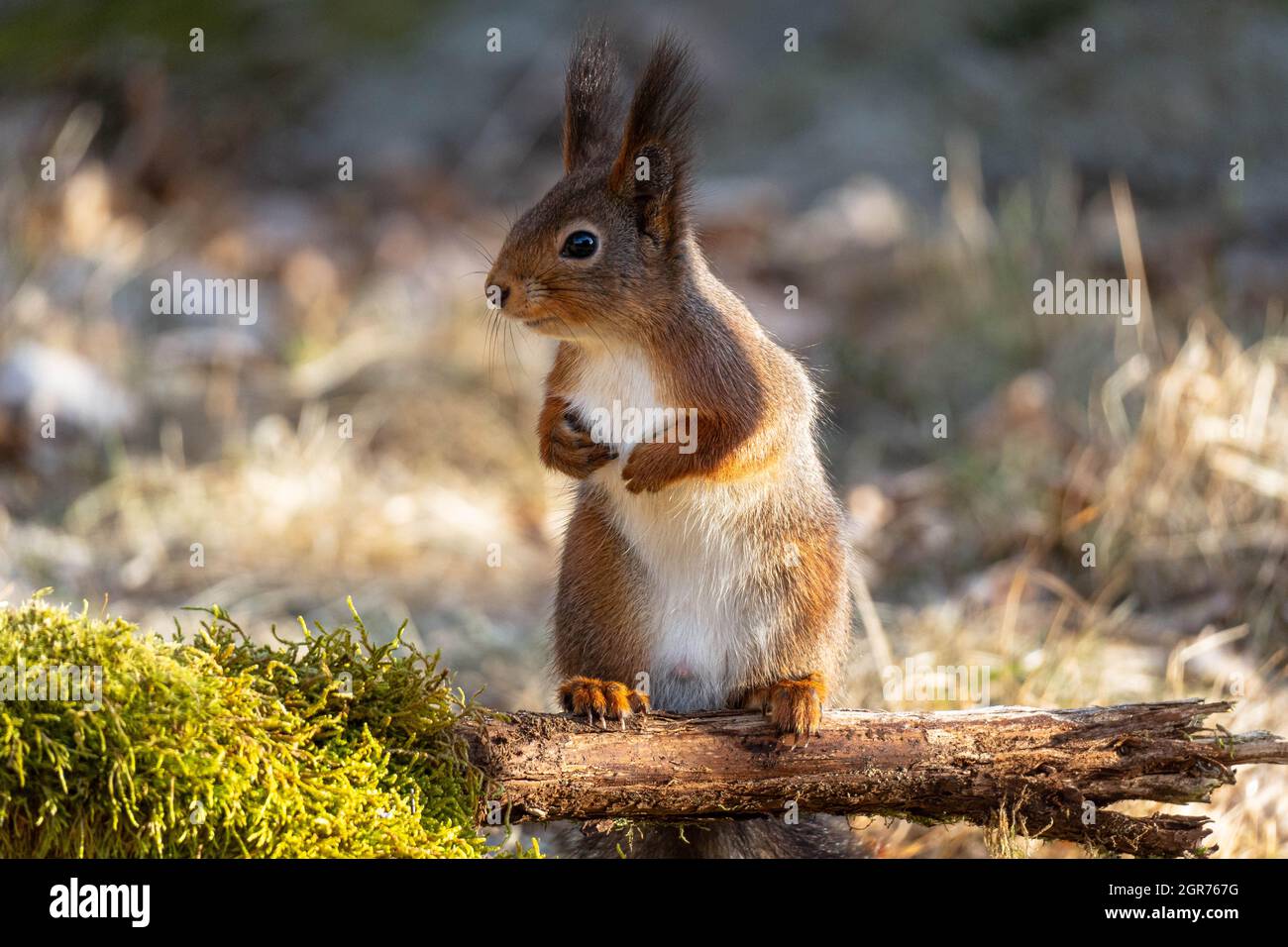 Nahaufnahme eines niedlichen kleinen Eichhörnchen, das im Morgenlicht auf Einem Mossy-Zweig steht. Stockfoto