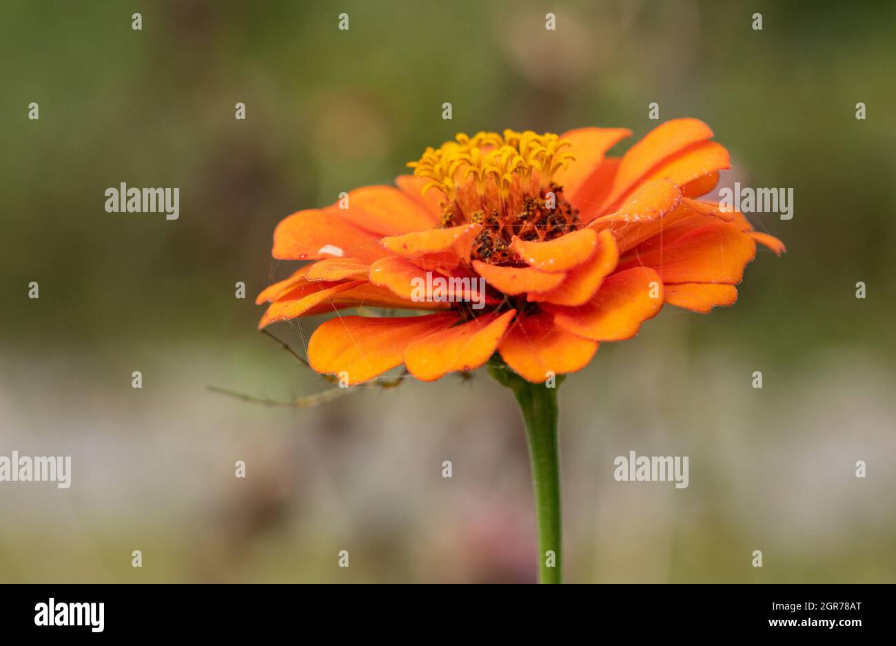 Zinnia Blume mit Spinnennetz Stockfoto