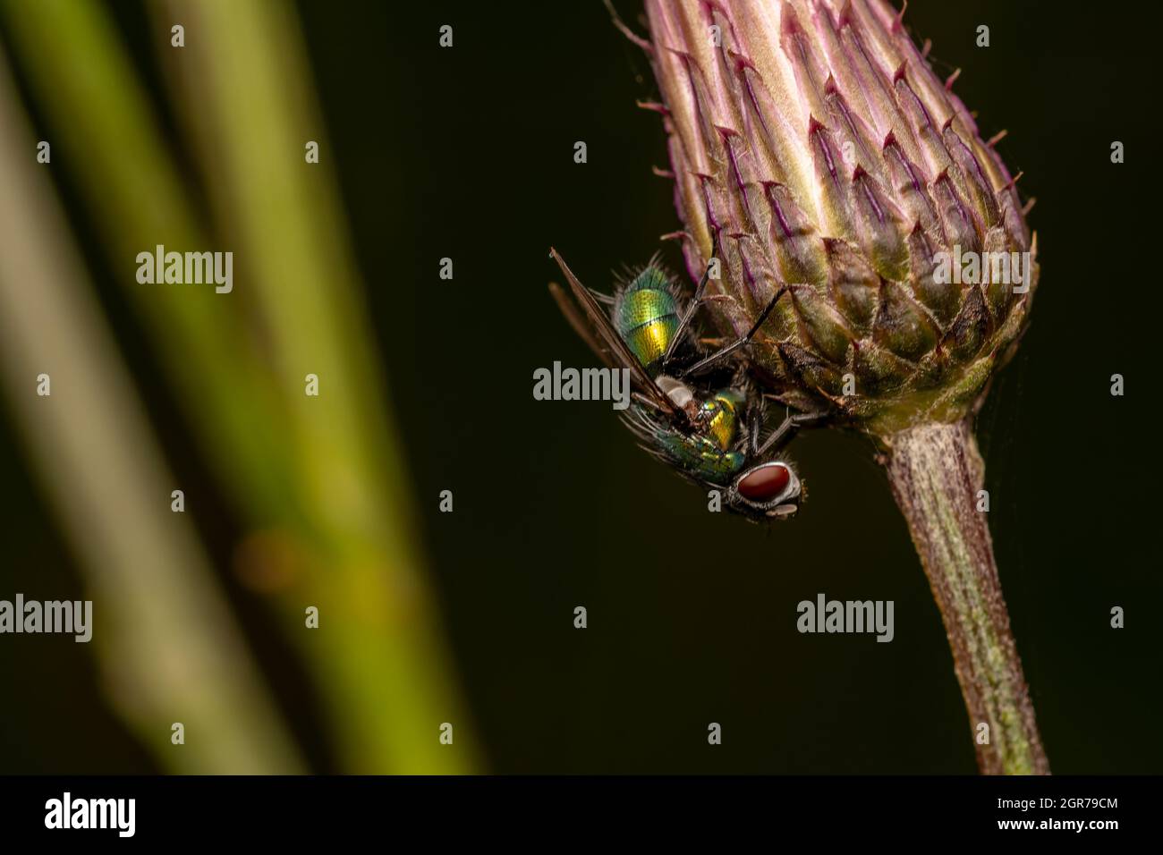 Makro-Nahaufnahme eines wunderbaren Insekts wie einer Spinne oder einer Fliege oder eines Käfers auf einem Blatt in wunderschöner Natur Stockfoto