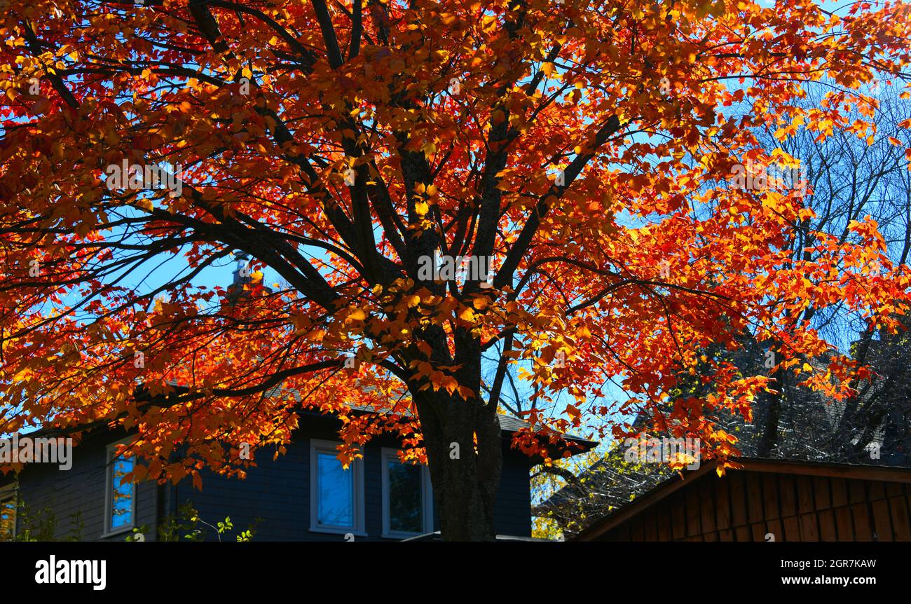 Dieser wunderschöne rote Ahorn wird an einem sonnigen Herbsttag von der Sonne beleuchtet, mit Häusern hinter dem Baum in der Stadt Thunder Bay, Ontario, Kanada. Stockfoto