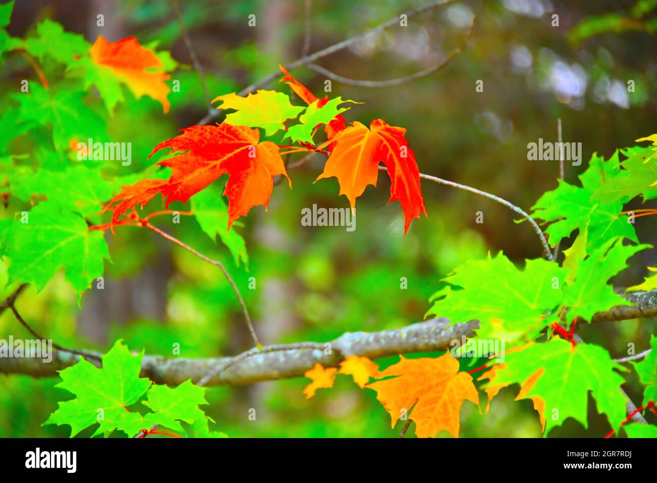 Die Blätter und Äste eines Ahornbaums, der im Herbst beginnt, die Farben zu ändern. Stockfoto