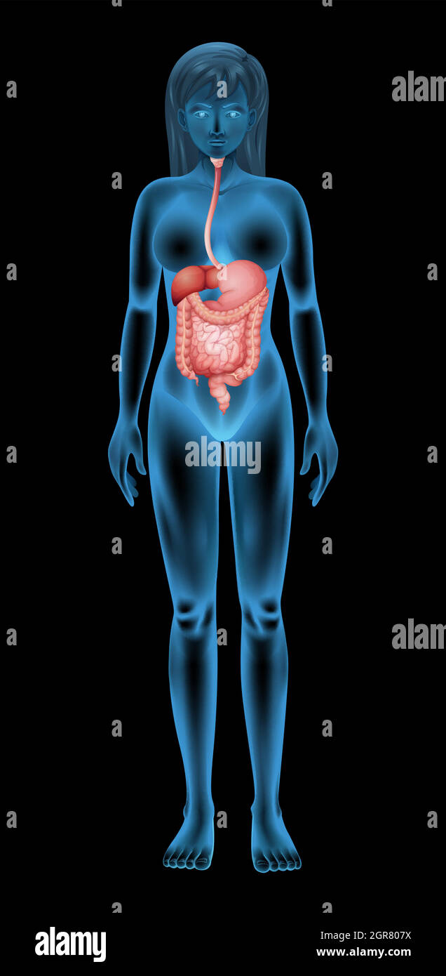 Weibliche Verdauungssystem Stock Vektor