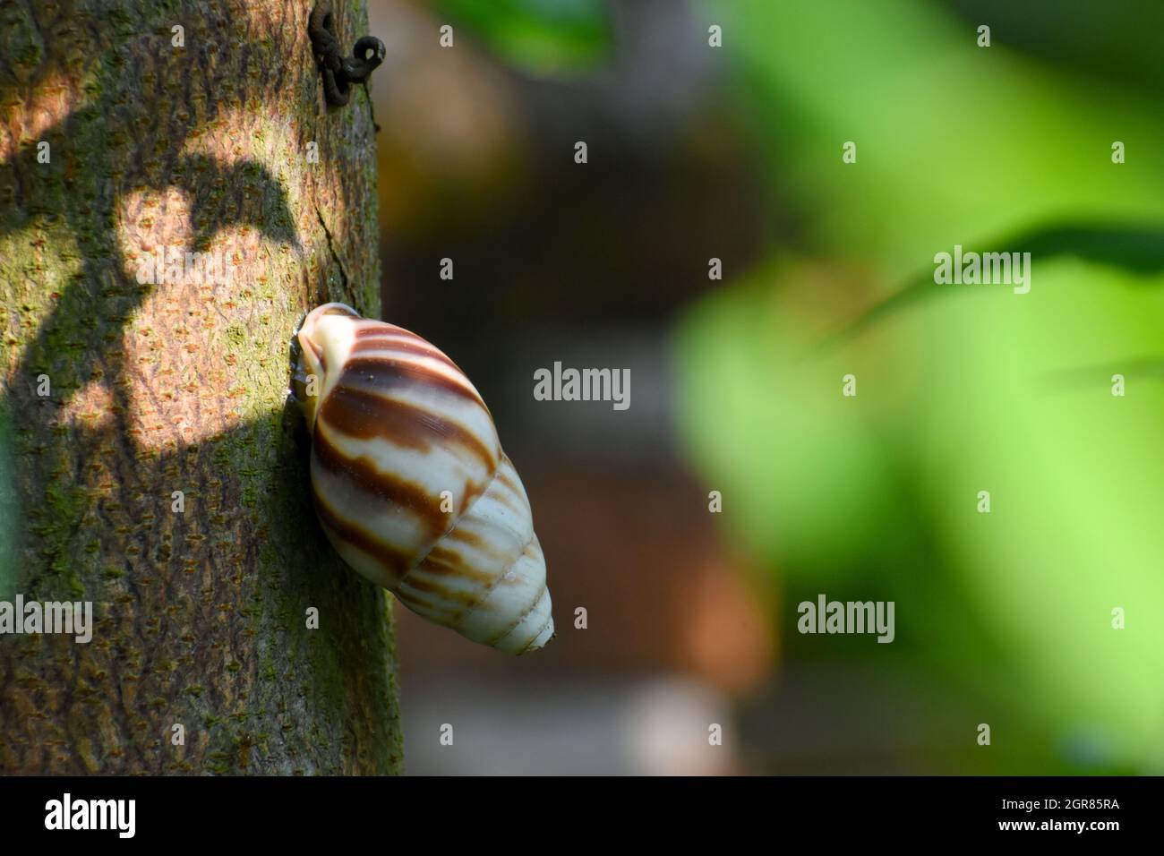 Weiße braune afrikanische Schnecke, die sich am Baum festklammert Stockfoto