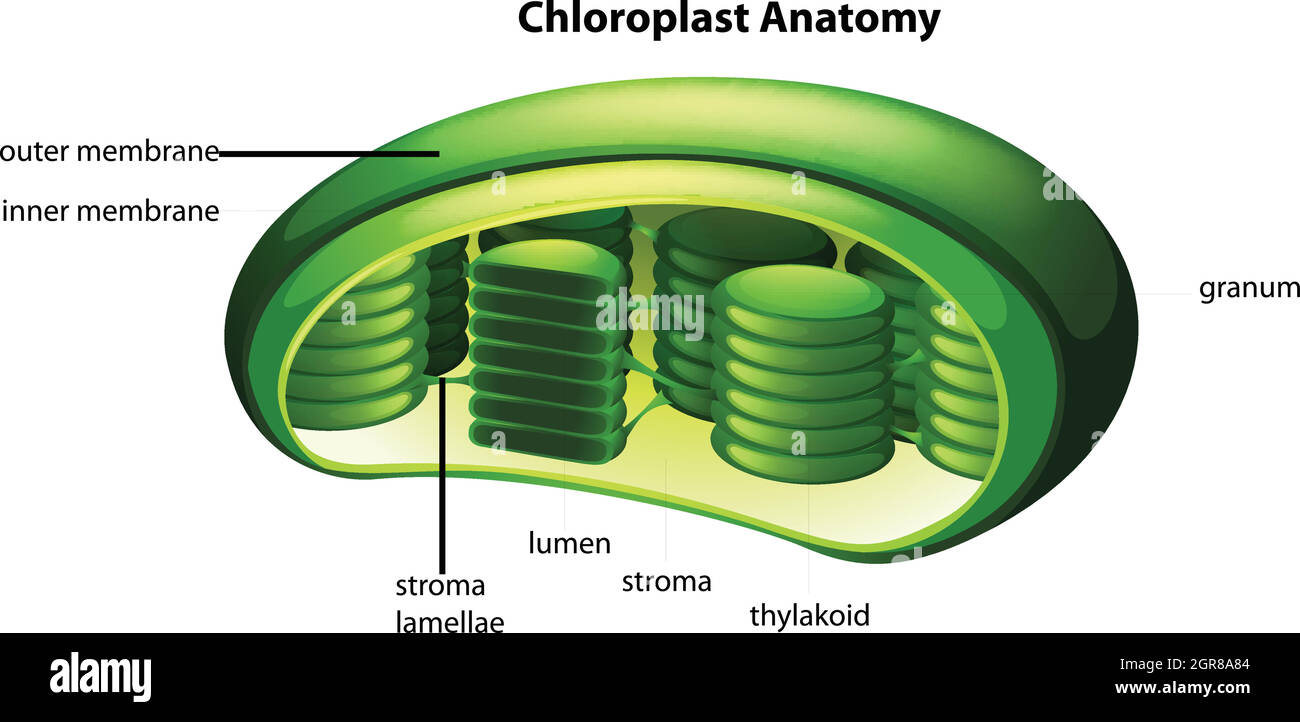 Chloroplast Stock Vektor