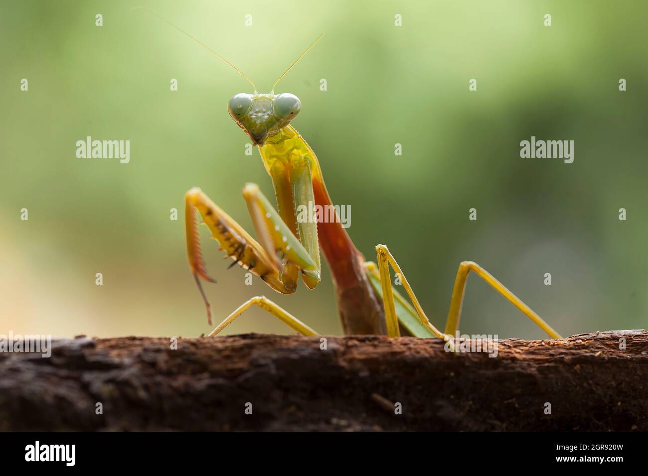 Hierodula Venosa Spesies Mantis Aus Dem BorneoWald Stockfotografie Alamy
