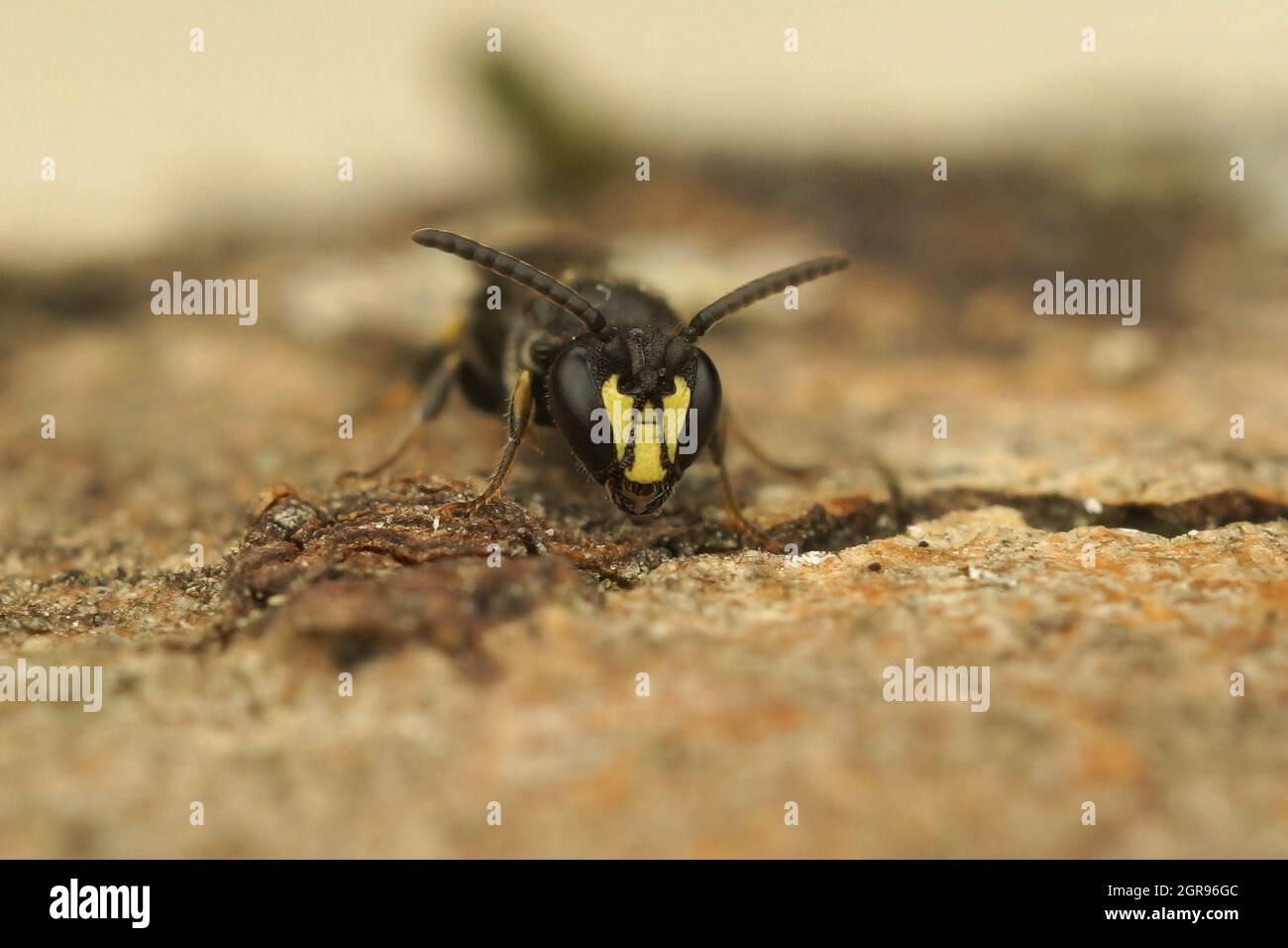 Nahaufnahme des Gesichts bei einer männlichen maskierten Biene, Hylaeus communis Stockfoto